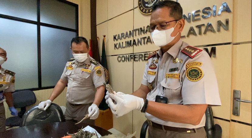 BARANG BUKTI:Petugas BKHIT Kalsel menunjukkan barang bukti komoditas perikanan Kalsel yang akan dikirim ke Cina, Sabtu (10/8/2024).(Foto:Muhammad Oscar Fraby/Radar Banjarmasin)