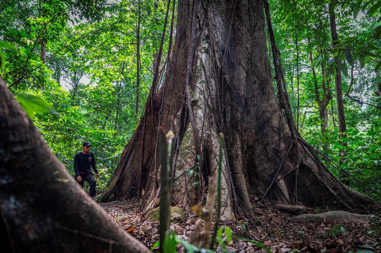POHON RAKSASA: Pohon binuang laki (nama latinnya Duabanga moluccana) di hutan hujan tropis Kahung, Kabupaten Banjar. Foto diambil Rabu (21/8/2024).