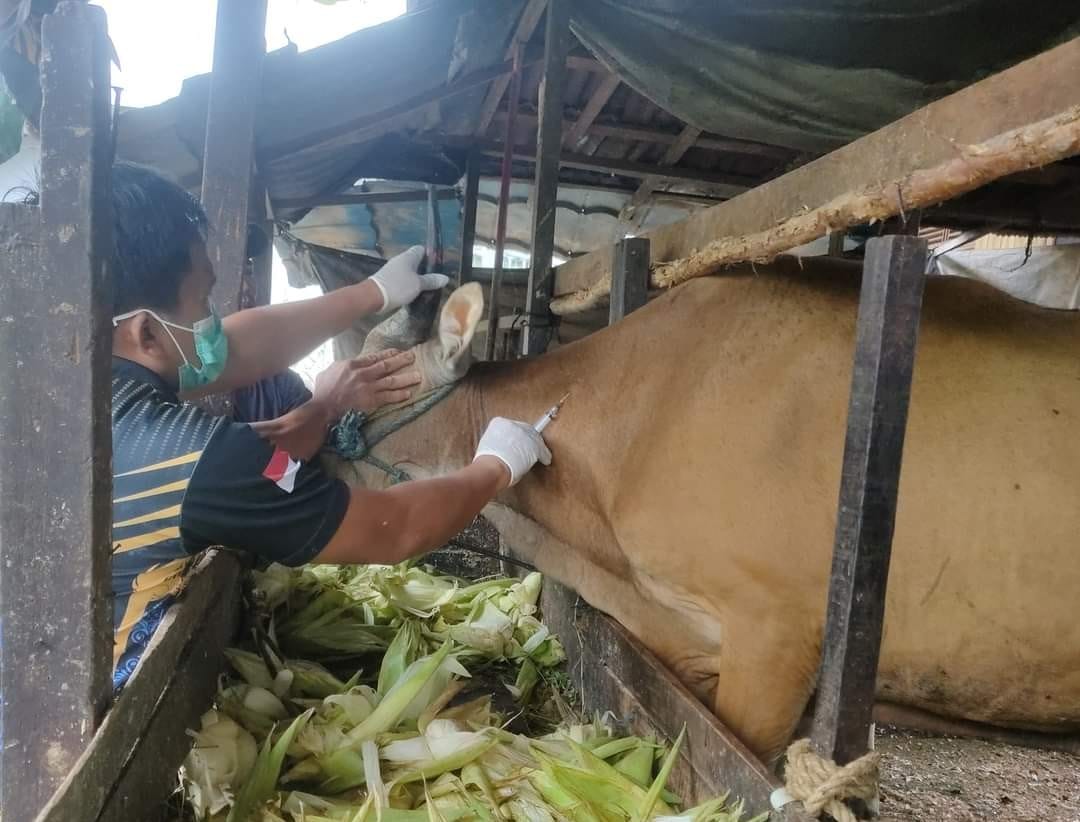 PREVENTIF: Vaksinasi cegah LSD pada sapi di Desa Pulau Damar Kecamatan Banjang dan beberapa wilayah Kabupaten HSU ditingkatkan.