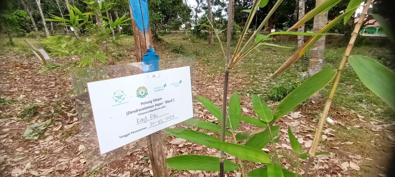 TUMBUH : Salah satu jenis bambu yang ditanam di Ponpes Al Islam Kambitin tumbuh subur.