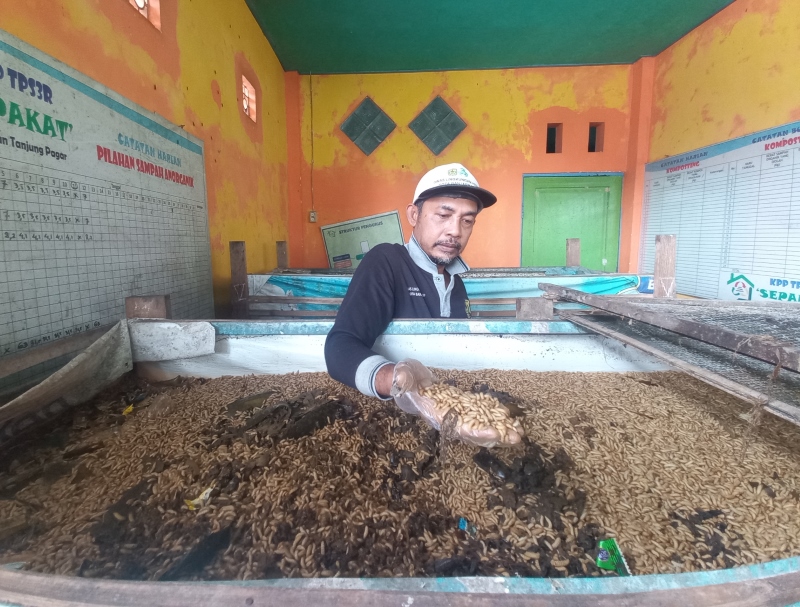 POTENSI: Ismail, pengelola TPS 3R Tanjung Pagar, menunjukkan maggot yang bernilai ekonomis.