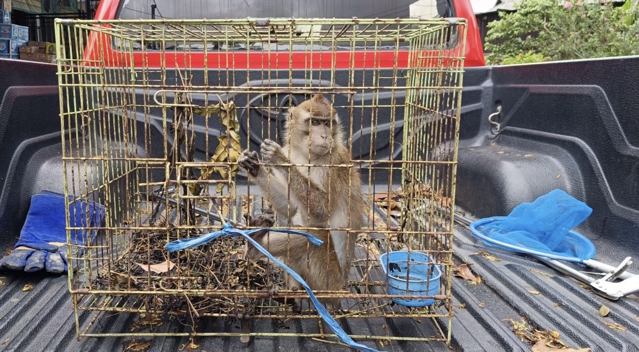 MERESAHKAN: Monyet ekor panjang (Macaca fascicularis) yang ditangkap warga dan Tim Animal Rescue HSU di Desa Sungai Dikum, Amuntai Tengah.