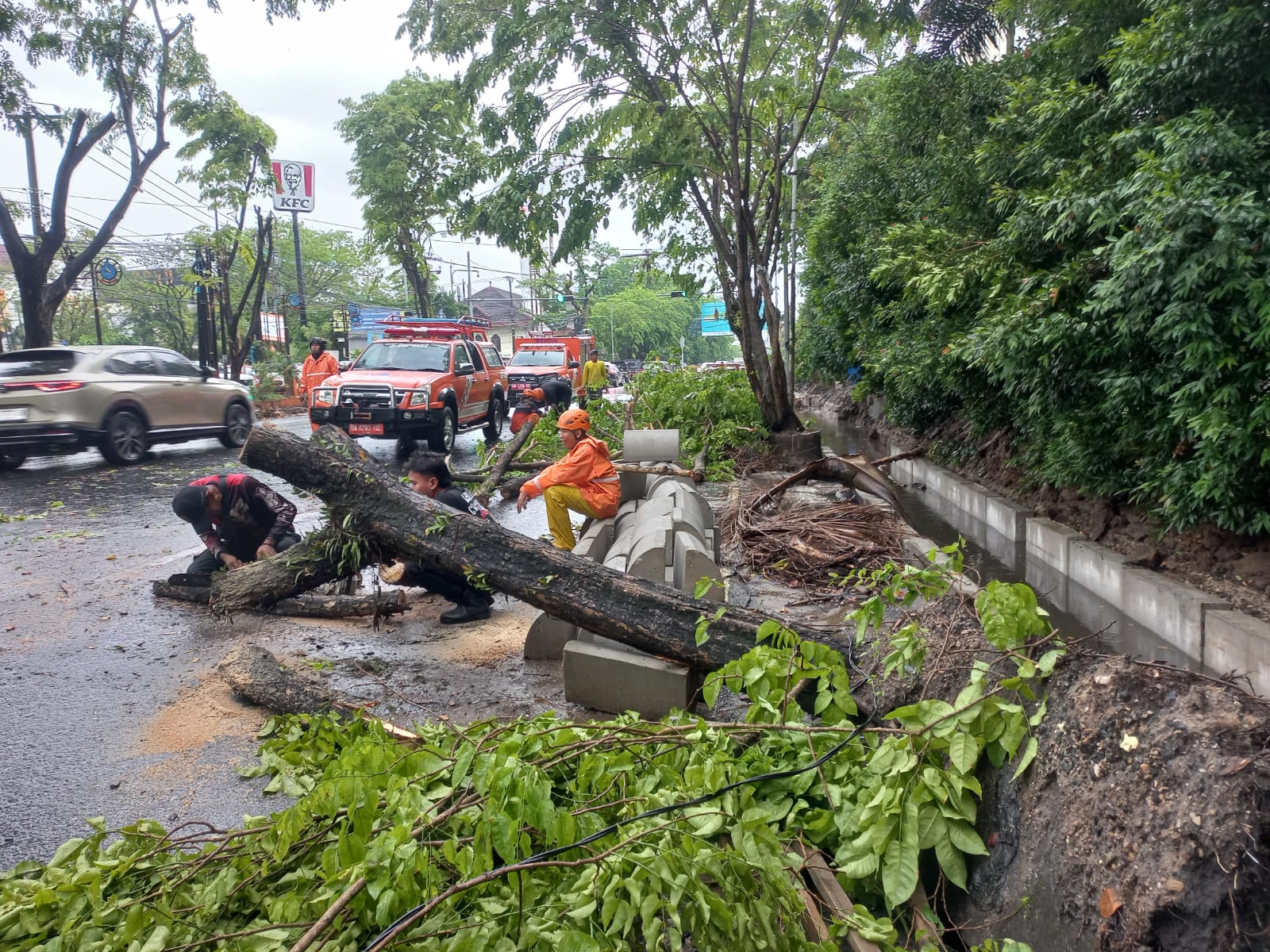 DITERPA ANGIN:Pohon Angsana di samping Hotel A, Jalan Pangeran Samudera, Banjarmasin Tengah, tumbang, Kamis (3/10/2024).(Foto:Riyad Dafhi Rizki/Radar Banjarmasin)