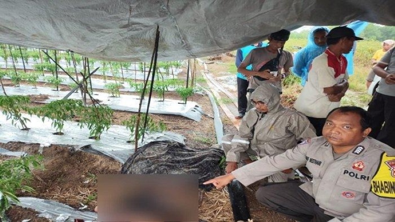 OLAH TKP: Personel Polsek Bati-Bati melakukan olah TKP di lokasi pria yang tersambar petir di kebun cabai di Desa Bentok Kampung.