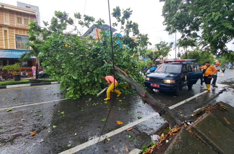 POHON TUMBANG: Saban musim hujan dan angin kencang tiba, Banjarmasin akan diwarnai dengan insiden pohon tumbang.
