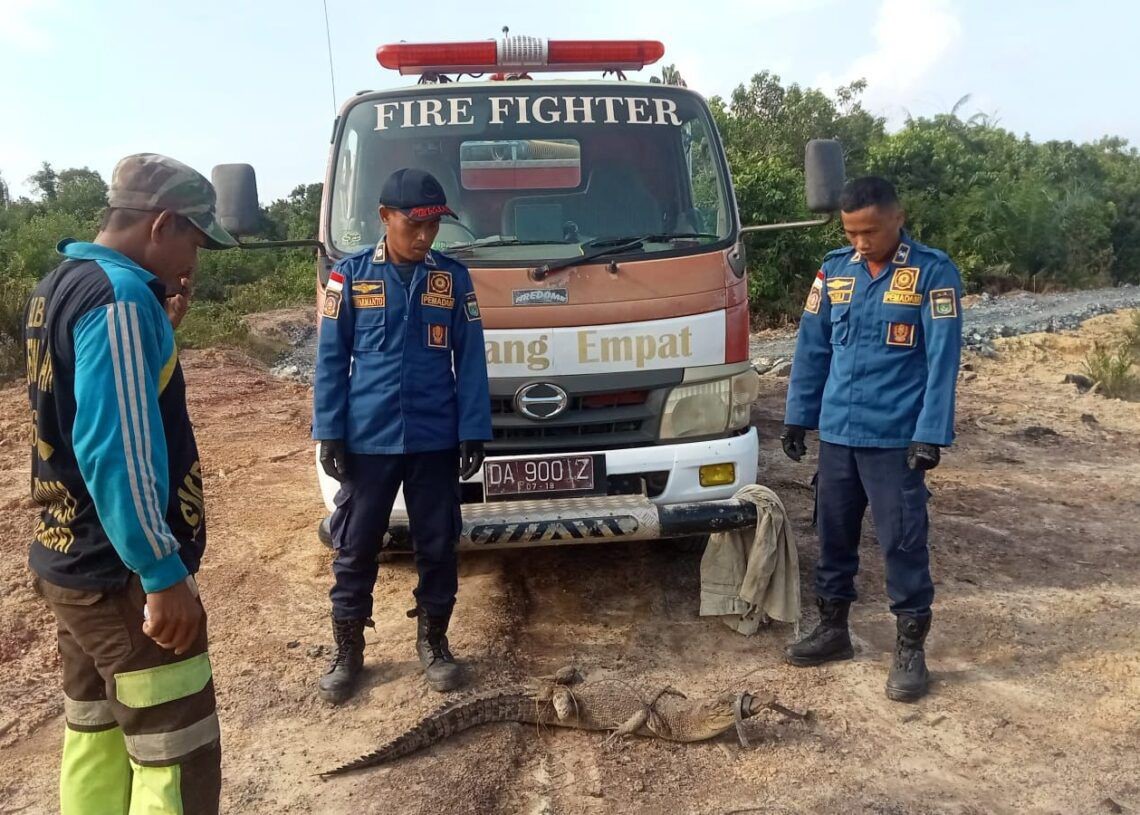 DIAMANKAN: Tim Animal Rescue Damkar Tanah Bumbu berhasil mengevakuasi seekor buaya sepanjang dua meter yang memasuki tambak milik Edy di Desa Gunung Besar. (Satpol PP dan Damkar Tanah Bumbu untuk Rada