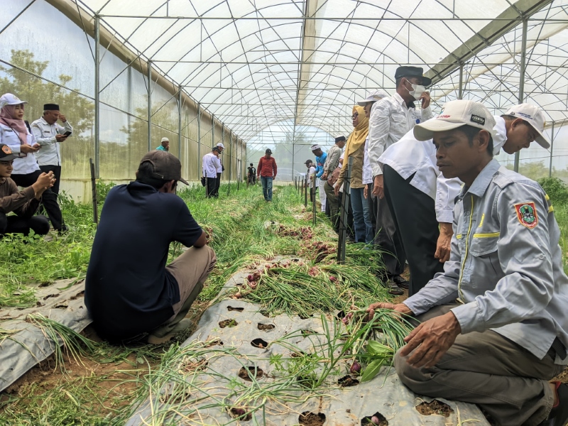 PANEN: Petani di Desa Simpang Empat memanen bawang merag bersama Distan Kabupaten Banjar dan instansi terkait lain pada beberapa waktu lalu.