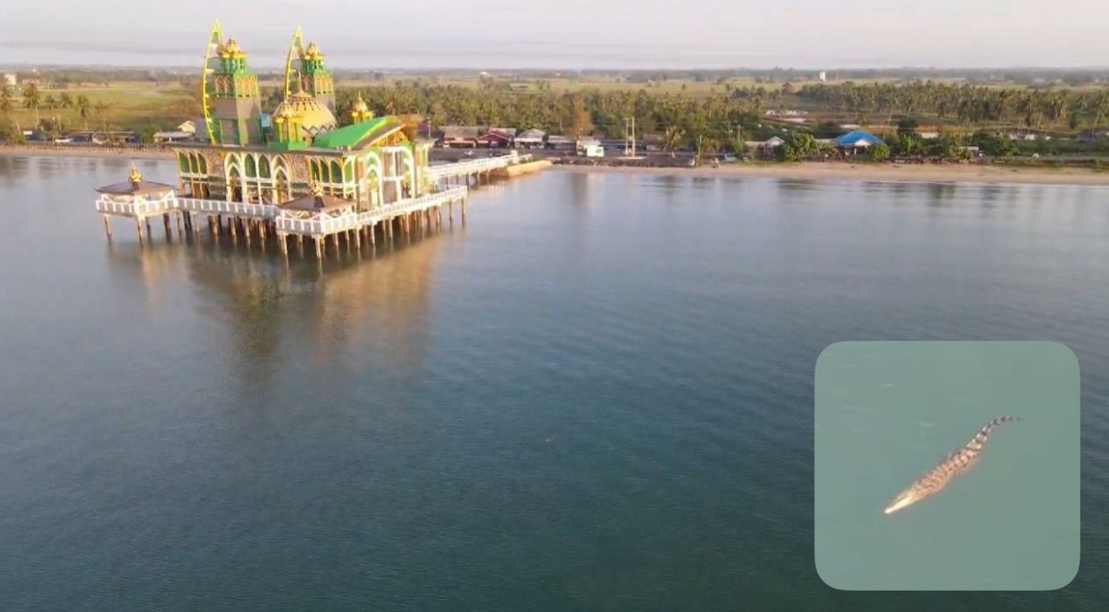 TERTANGKAP DRONE: Buaya kembali muncul di sekitar Masjid Apung Ziyadatul Abrar, Siring Pagatan, Desa Sungai Lembu, Tanah Bumbu, Jumat (8/11/2024) pagi. (Tangkapan Layar Drone/Radar Banjarmasin)