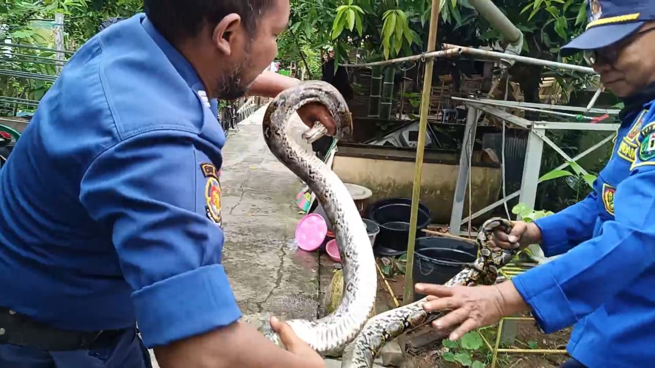 MELILIT: Anggota Tim Animal Rescue Damkar HSU saat mendapatkan perlawanan saat evakuasi ular jenis piton di kandang ayam milik warga di Kota Amuntai. (Foto: Damkar HSU/Radar Banjarmasin)