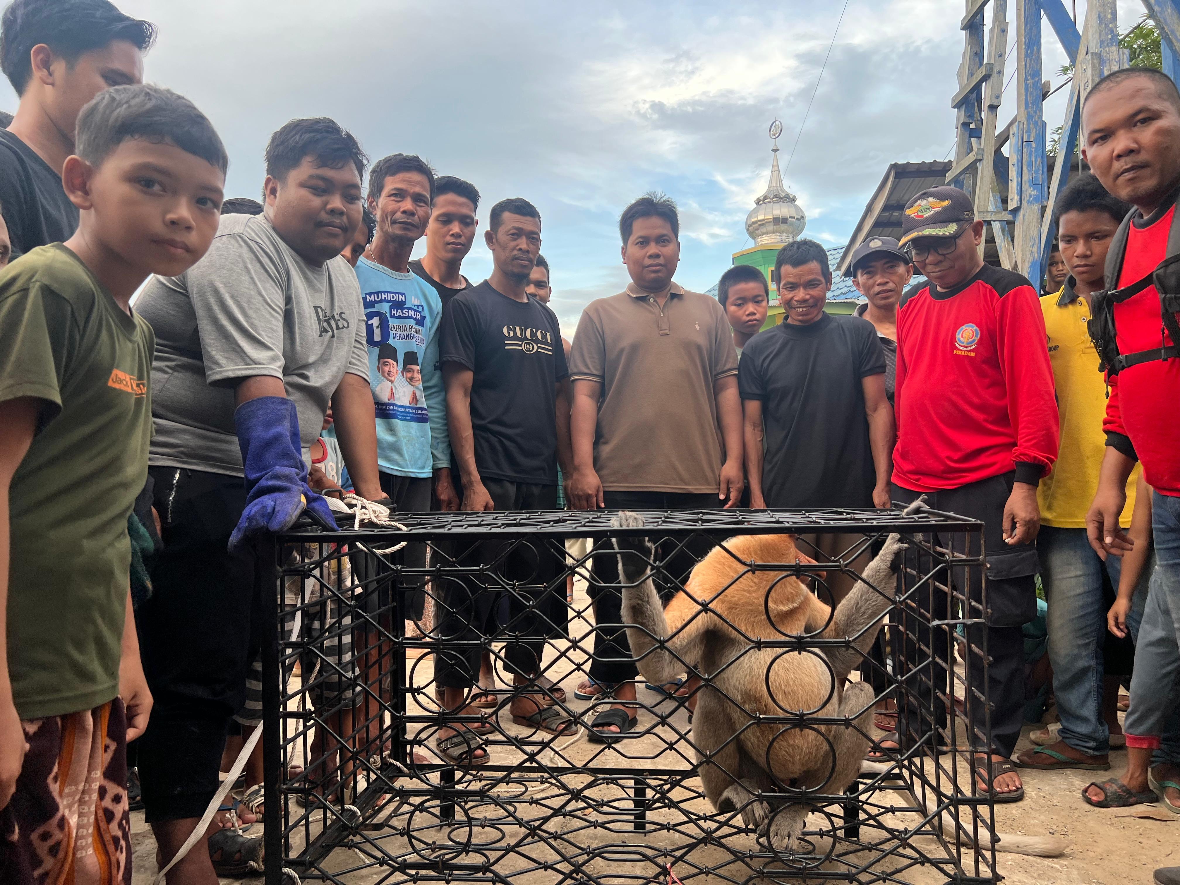 SATWA:Seekor bekantan jantan berhasil dievakuasi tim Damkar HSU dari Dinas Satpol PP dan Damkar HSU di Desa Rantau Karau Tengah, Kecamatan Sungai Pandan, Jumat (15/11/2024).(Foto:Damkar HSU)