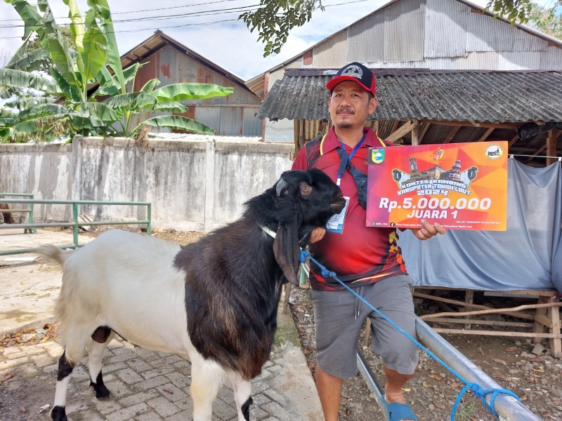 JUMBO: Inilah penampakan kambing milik Isbakir yang juara kontes kambing.