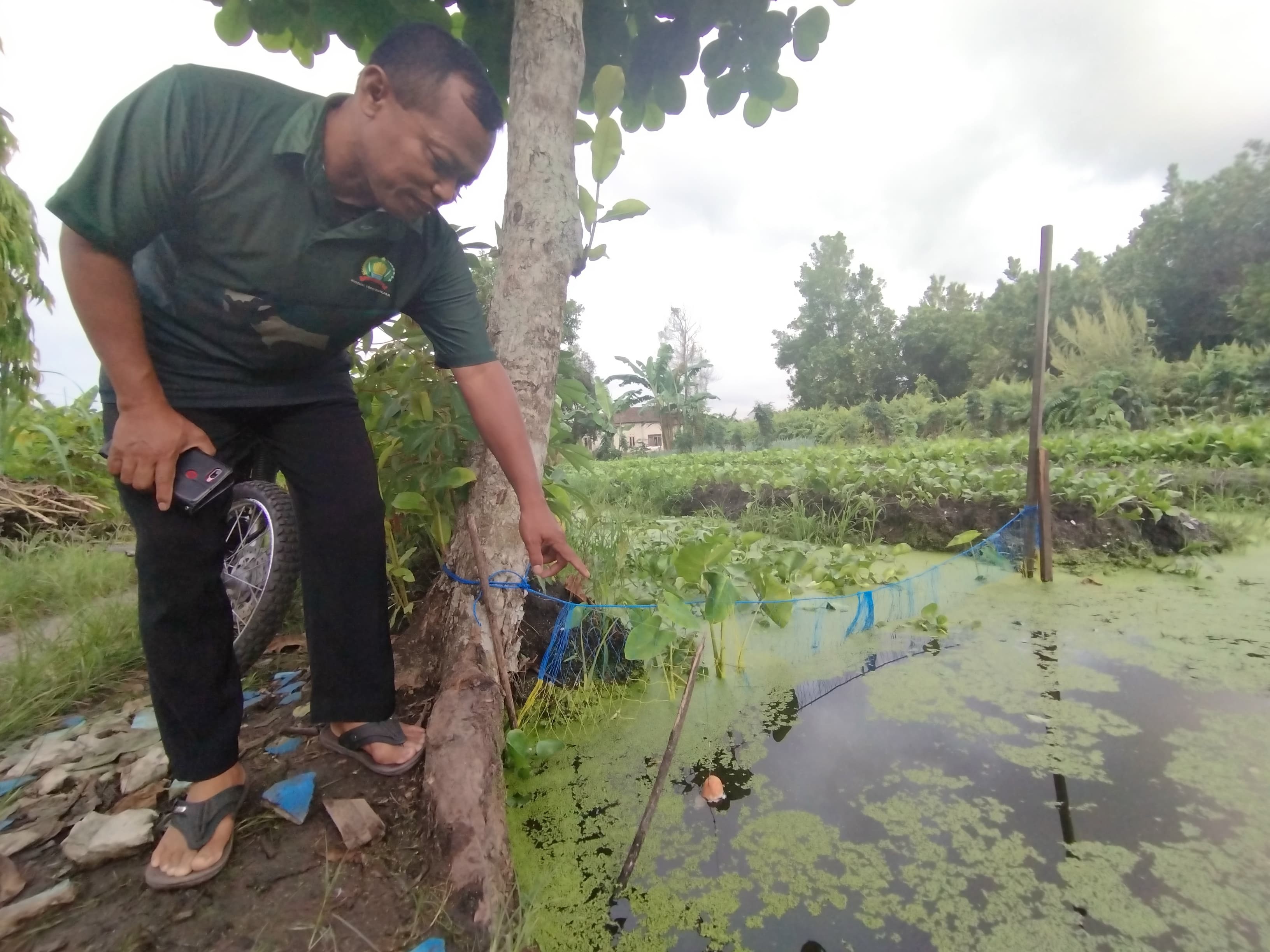 MENUNJUK : Babinsa Kelurahan Landasan Ulin Utara, Serma Kuat menunjukkan salah satu perangkap buaya yang dipasang petugas BKSDA Kalsel, di area kebun warga