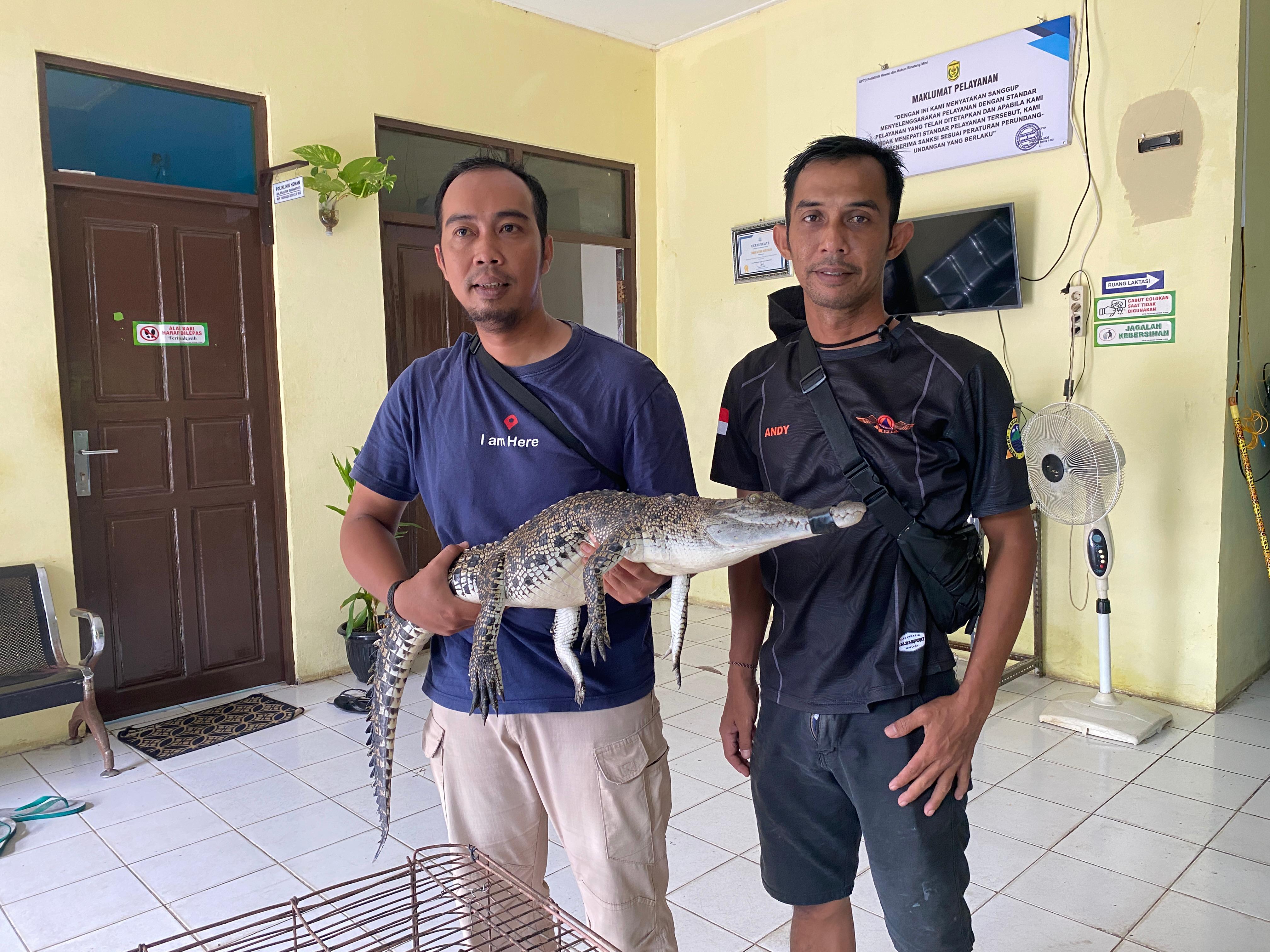 DITANGKAP: Tim Animal Rescue Banjarmasin seusai mengevakuasi seekor buaya dari lokasi kejadian dan membawanya ke dokter hewan. (Foto: Tim Animal Rescue untuk Radar Banjarmasin)