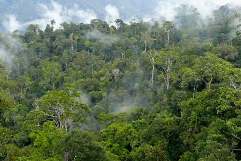 Hutan Kalimantan merupakan salah satu hutan tropis yang menjadi habitat pohon penghasil Kayu Ulin. (forestsnews.cifor.org)