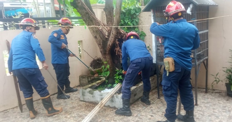 MENANGKAP: Petugas DPKP Kabupaten Banjar, mencari persembunyian ular kobra di pekarangan rumah warga (Foto: DPKP BANJAR UNTUK RADAR BANJARMASIN)