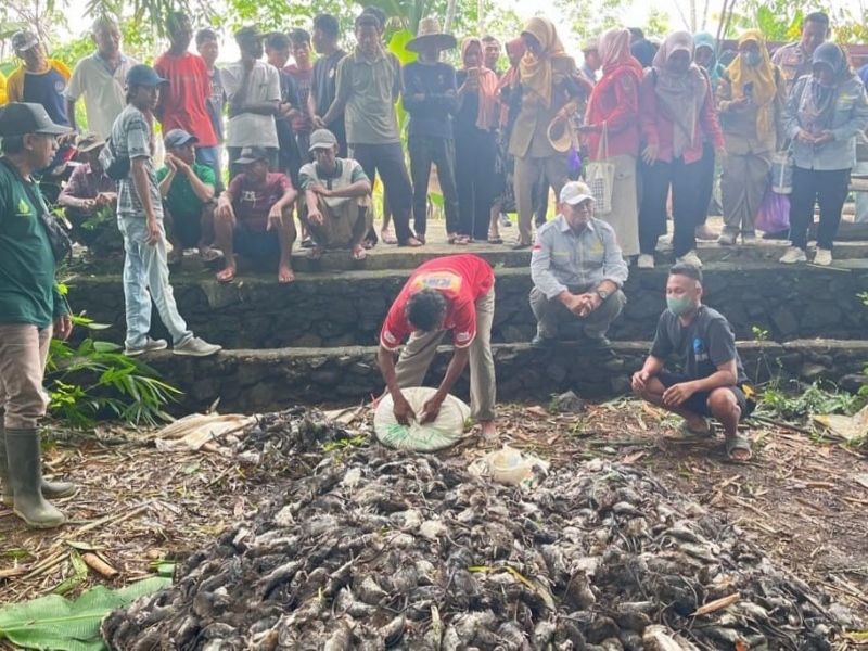 BASMI HAMA: Tumpukan tikus hasil gropyokan para petani di Desa Tambak Anyar, Kecamatan Martapura Timur, Kabupaten Banjar | Foto: DISTAN BANJAR UNTUK RADAR BANJARMASIN