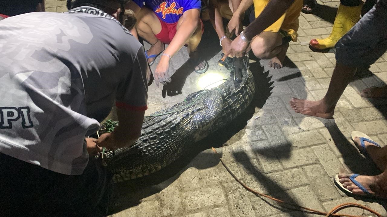 EVAKUASI: Petugas Damkar Batulicin mengevakuasi buaya yang terjebak di kolong rumah warga. Proses evakuasi berjalan aman meski menggunakan peralatan sederhana. (Foto: PKJR Tanah Bumbu untuk Radar Banj