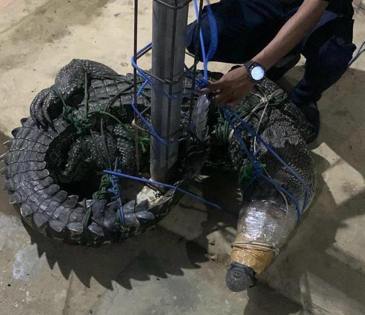 EVAKUASI: Petugas Damkar Batulicin mengevakuasi buaya yang terjebak di kolong rumah warga. Proses evakuasi berjalan aman meski menggunakan peralatan sederhana. (Foto: PKJR Tanah Bumbu untuk Radar Banj