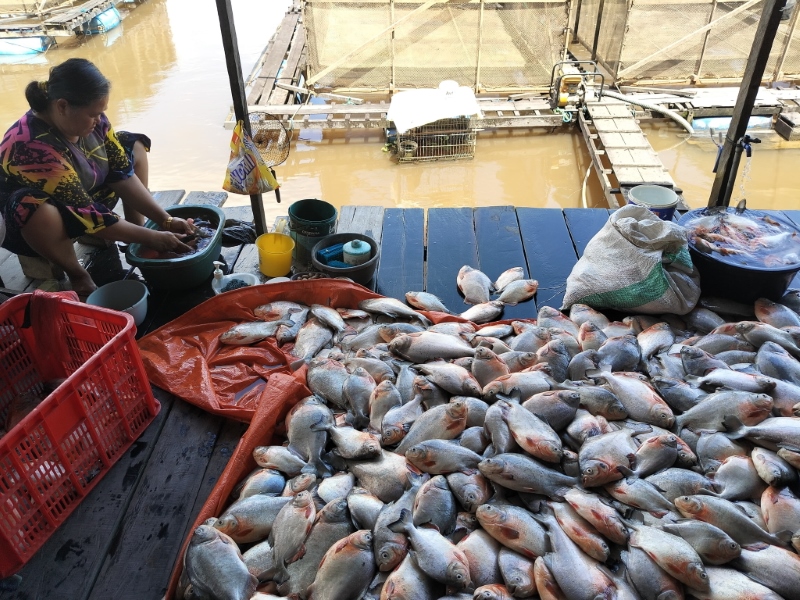 RUGI BESAR: Puluhan ton ikan bawal yang dibudidayakan dalam keramba di sepanjang Sungai Martapura mengalami kematian massal pada Jumat (13/12).