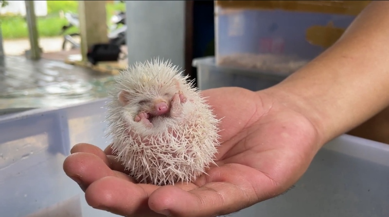 IMUT: Seekor bayi landak yang dijual Nur Sya&rsquo;bana.