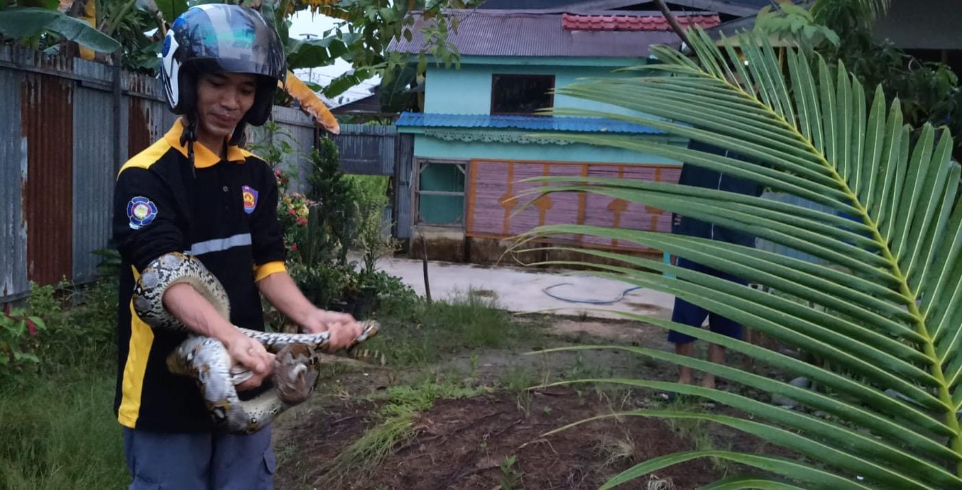 MERESAHKAN: Ular sepanjang 1,90 meter jenis Piton berhasil dievakuasi Tim Animal Rescue Satpol PP dan Damkar HSU, Selasa (24/12/2024).