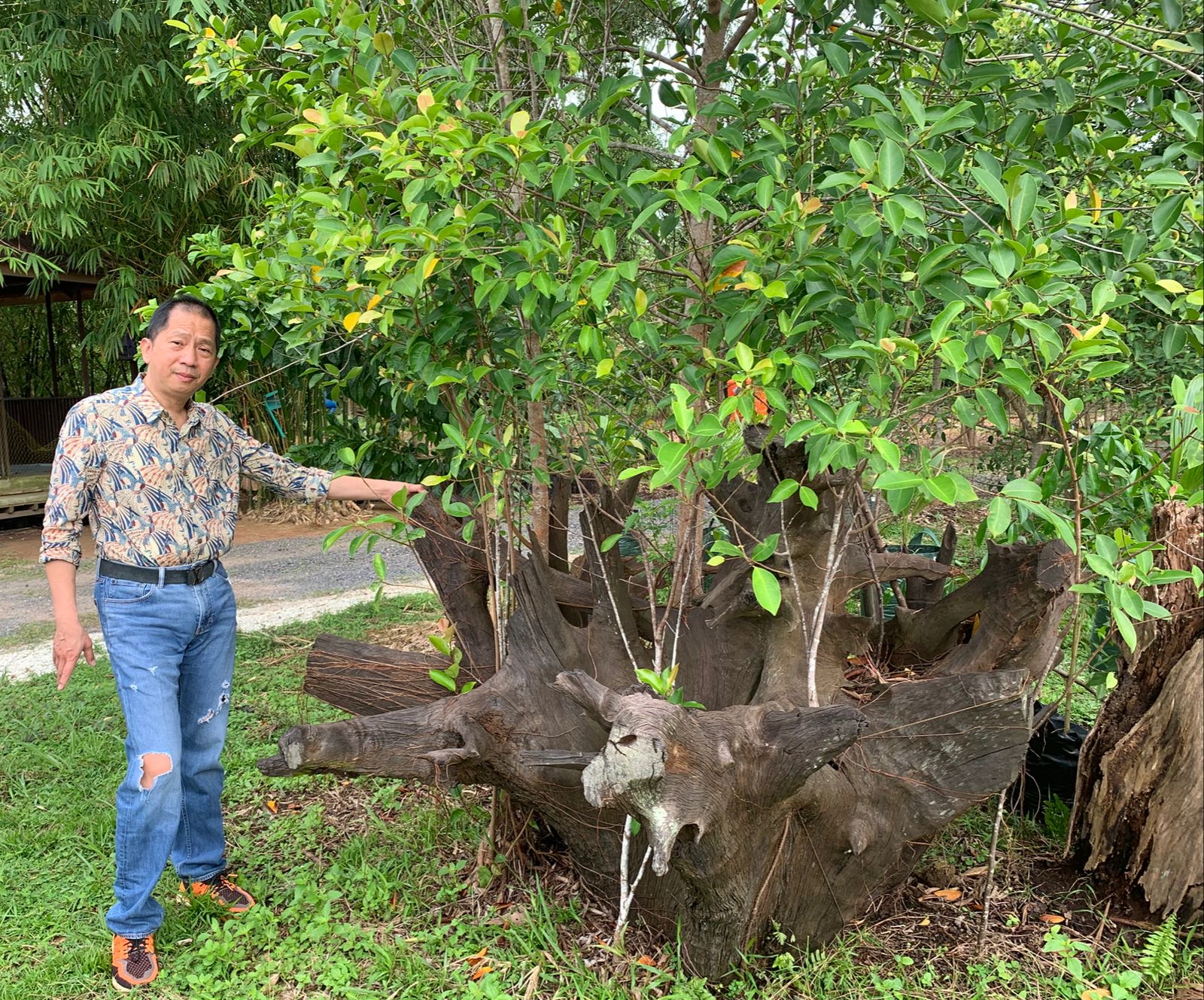 HIJAU: Chendrawan saat menunjukkan fosil Akar Ulin yang berusia ratusan ditempelkan dengan Pohon Beringin di Private Garden miliknya.