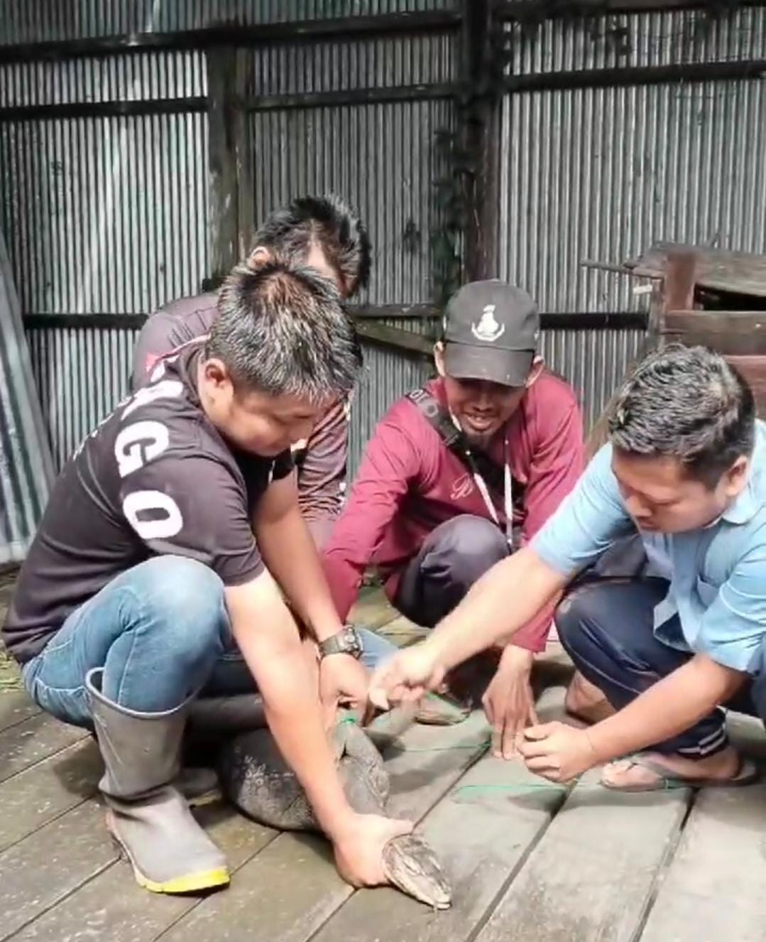 EVAKUASI: Hendra, Koordinator Tim Animal Rescue APS Kabupaten HSU (depan) dibantu PMK All Jannah, menangkap Biawak di Desa Loksuga Kecamatan Haur Gading.