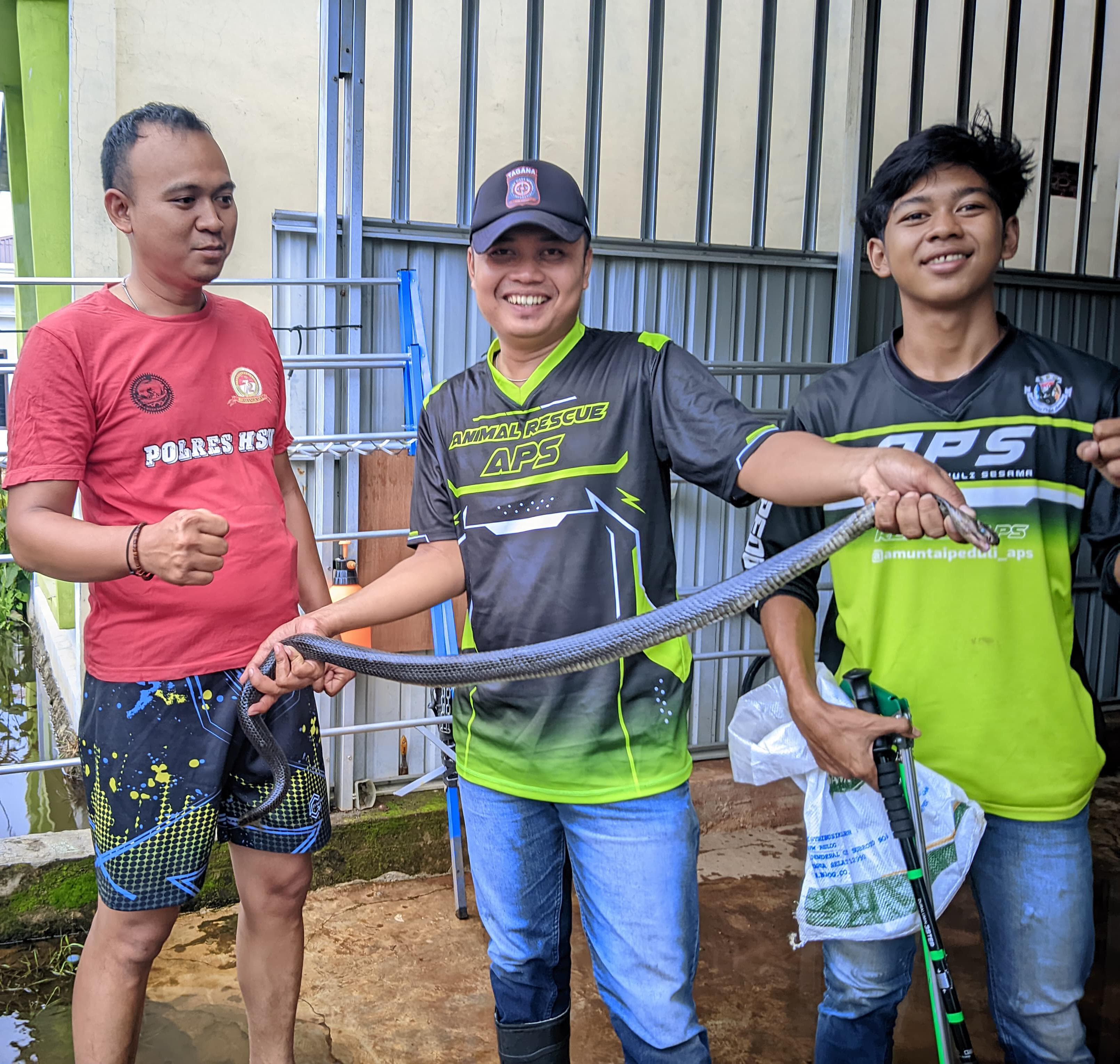 EVAKUASI: Hendra Tim Animal Rescue APS Kabupaten HSU menangkap ular jenis Kobra Hitam dari kediaman Ivan (kiri foto) anggota Polres HSU di Desa Tabasan, Kecamatan Haur Gading. (Foto: APS HSU)