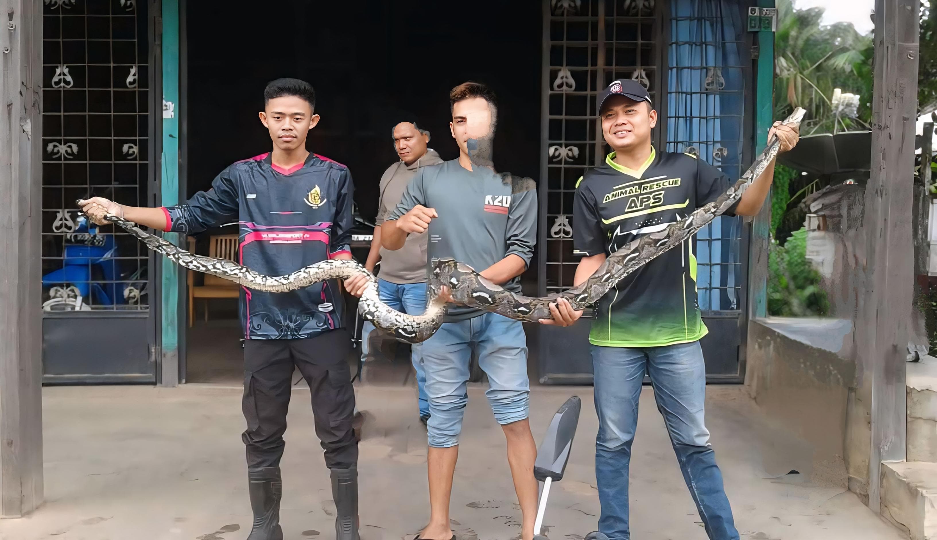EVAKUASI: Ular piton sepanjang dua meter lebih ditangkap Tim Animal Rescue Kabupaten HSU. (Foto: APS HSU)