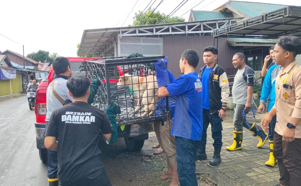 EVAKUASI: Tim Animal Rescue Damkar HSU saat menolong anjing liar yang terjebak kawat besi di Kecamatan Amuntai Tengah, Kabupaten HSU, Jumat (10/1/2025). (Foto: M.Akbar/Radar Banjarmasin)