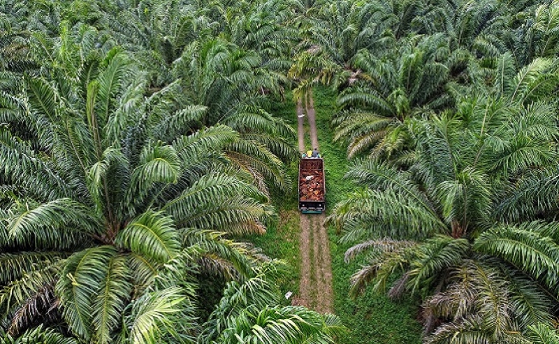Ilustrasi kebun sawit