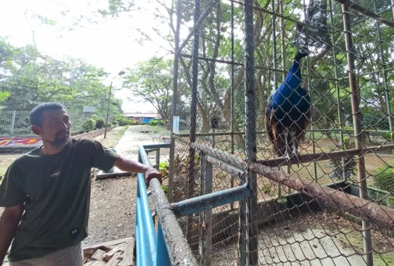 PRIHATIN: Kondisi kandang burung merak di KBM Jahri Saleh yang tampak berkarat.