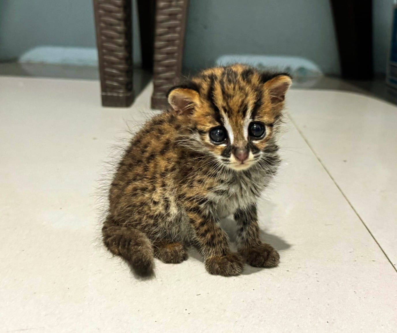 LANGKA: Kucing Hutan berhasil diamankan anggota Satreskrim Polres HSU dari upaya perdagangan satwa dilindungi.
