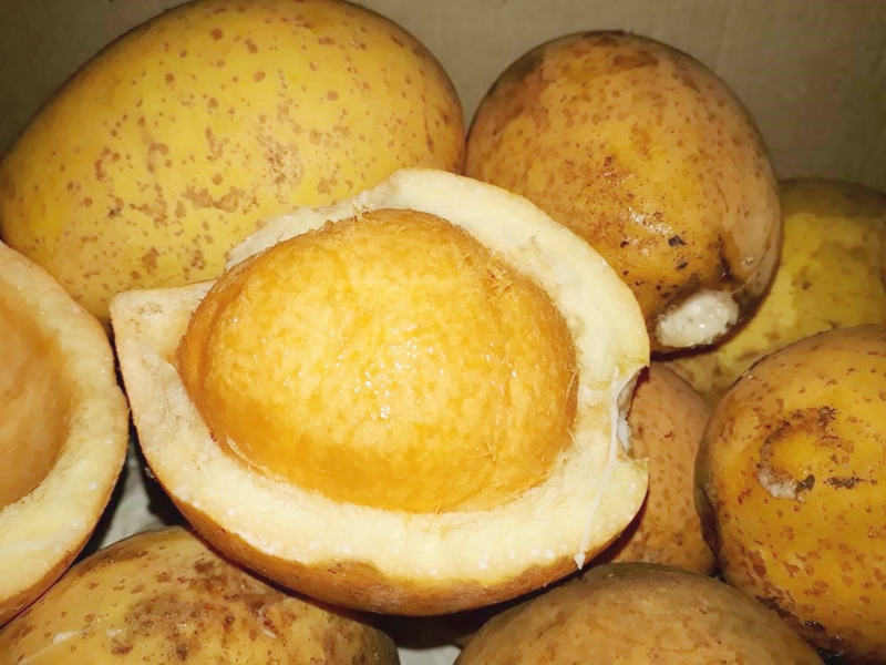 Buah Gitaan atau Tampirik