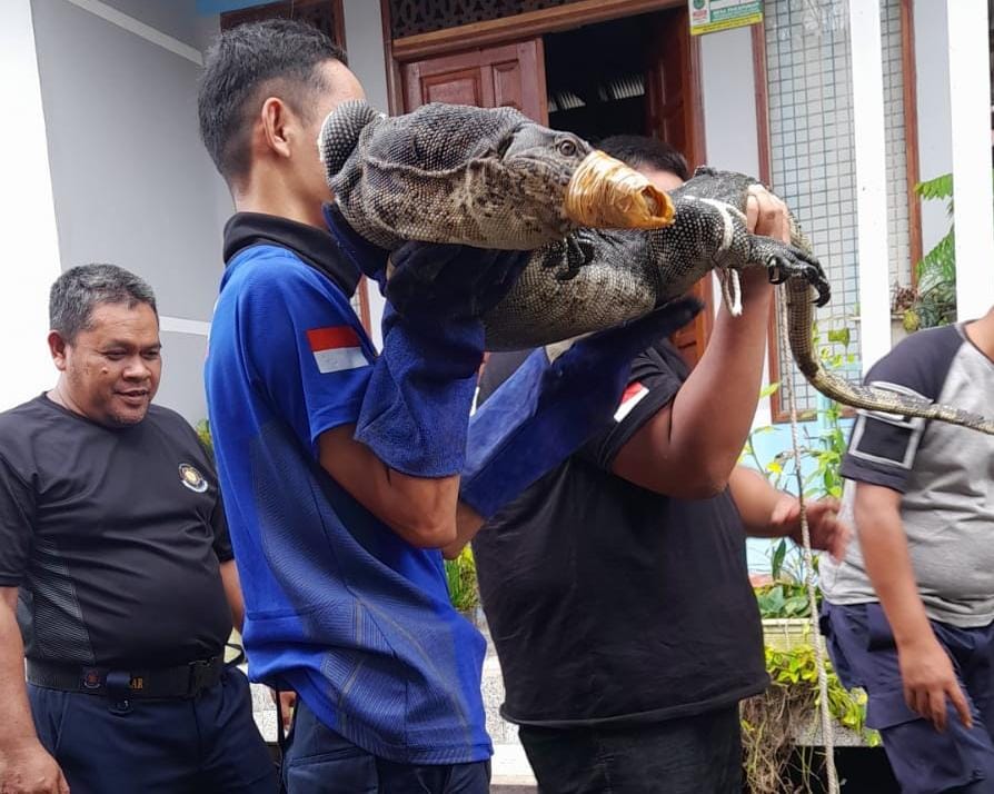 BIAWAK: Tim Animal Rescue Damkar Dinas Satpol PP dan Damkar HSU menangkap Biawak ukuran besar dari kolong rumah warga. (Foto: Damkar HSU)