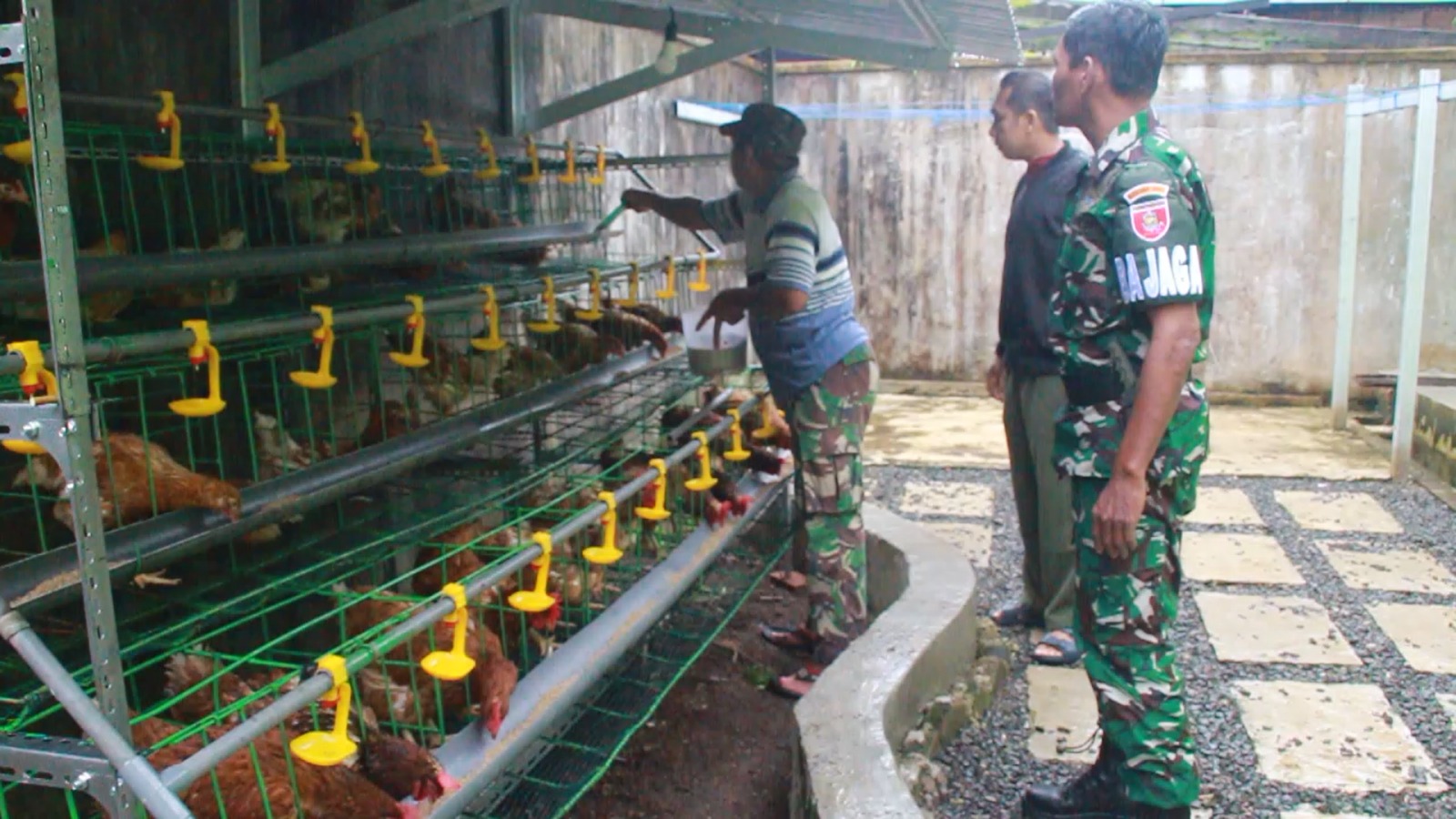 SUKSES: Budidaya ayam petelur yang dilakukan anggota Kodim 1001 HSU/BLG, mendukung kemandirian pangan.