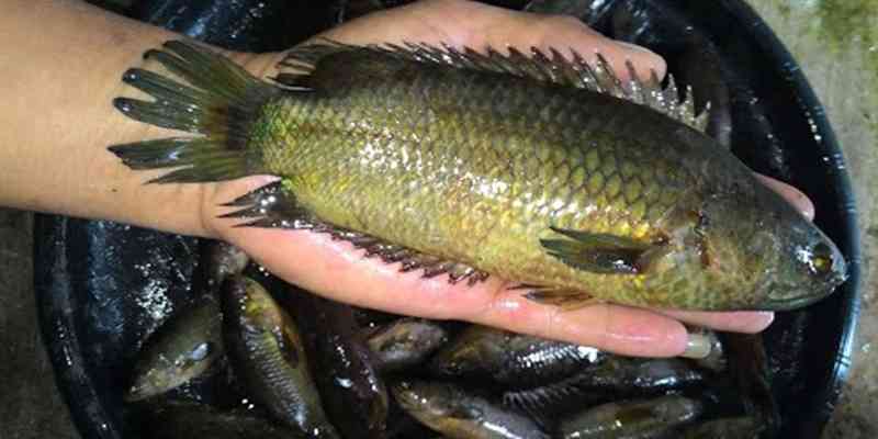 Ikan Betok Babon.(foto:pertanianku.com)