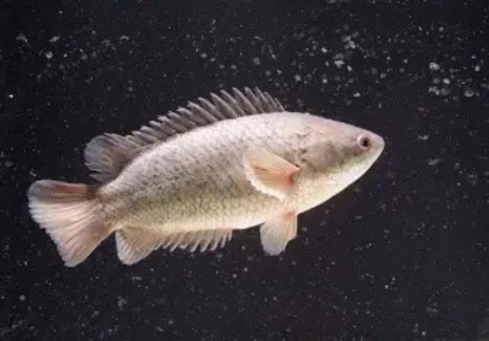Ikan Papuyu atau Ikan Betok Babon.(foto: Inti International University)