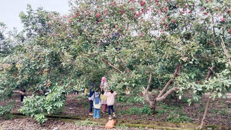 UNTUK UMUM: Wisata petik buah di kebun SMK-PP Banjarbaru yang dibuka untuk masyarakat umum.