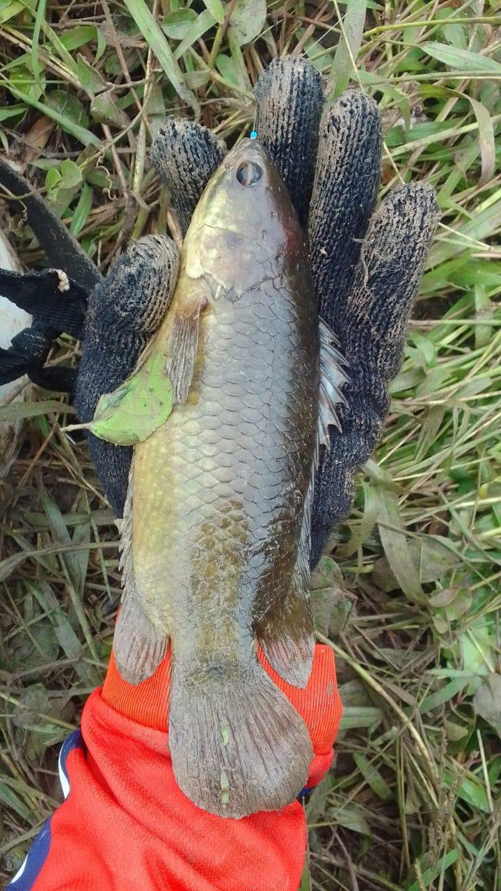 Ikan Betok atau Ikan Papuyu.(foto: Toto Fachrudin/Radar Banjarmasin)