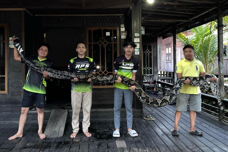PANJANG: Koordinator Tim Animal Rescue APS HSU Hendra (kiri) dan hasil tangkapan ular jenis Piton dengan panjang lima meter. (Foto: APS HSU)