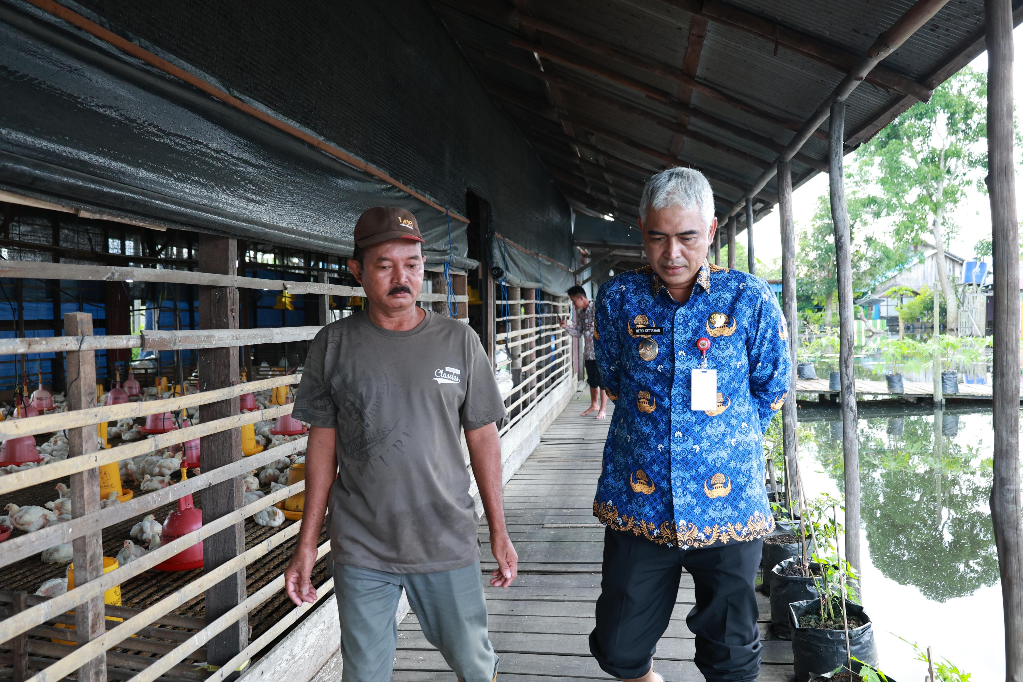 POTENSI: Kawasan perairan rawa disulap jadi kawasan peternakan ayam pedaging oleh  Kelompok Santika Karya Mandiri di Desa Pinang Habang, Kabupaten HSU.