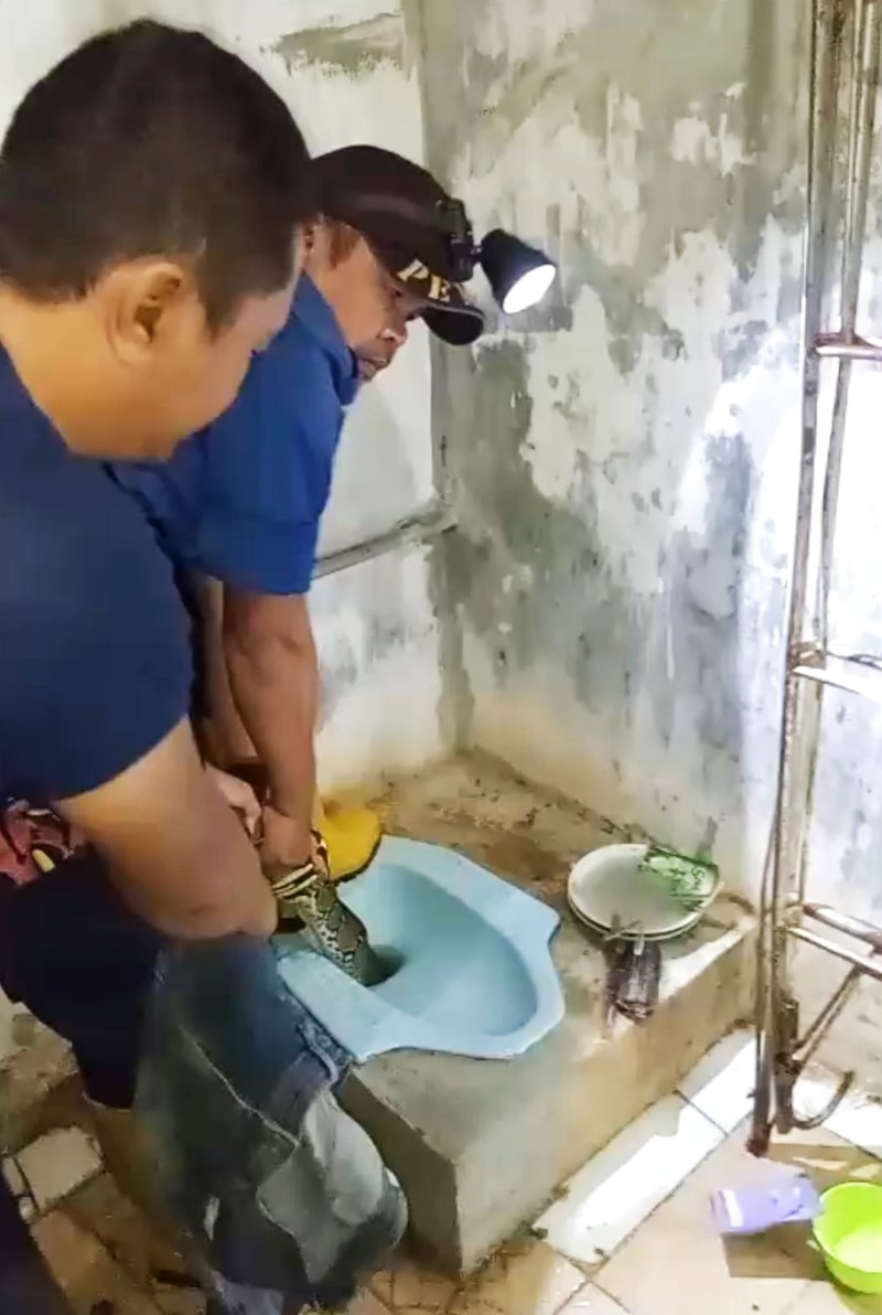 PEGANG ERAT: Ular sanca berhasil dievakuasi ketika masuk ke dalam kloset di rumah warga Jalan Karang Anyar 1, Kelurahan Loktabat Utara, Sabtu (19/4) dini hari.