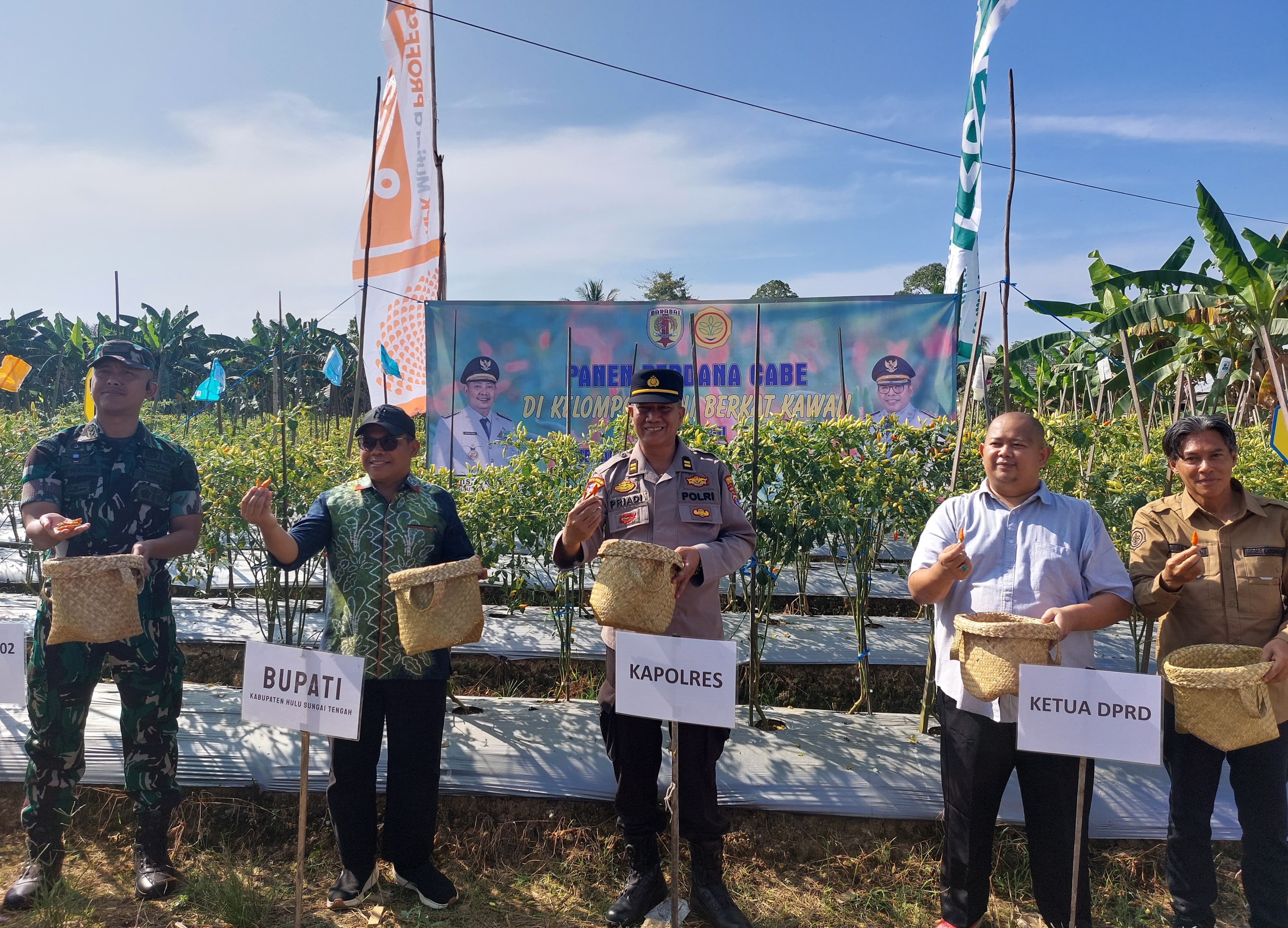 PANEN: Panen cabai perdana di Desa Dangu, Kecamatan Batang Alai Utara, Kamis (8/5/2025). (Foto: Jamaluddin/Radar Banjarmasin)