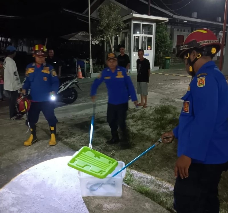 DIAMANKAN: Petugas Damkar Banjarbaru berhasil mengamankan seekor ular kobra di halaman indekos di Jalan Karang Waluh, Loktabat Utara, Minggu (11/5) malam.