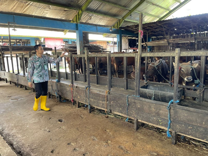 SEPI: Kepala UPTD RPH Basirih, drh Annang Dwijatmiko saat mengecek kandang-kandang di RPH Basirih di Jalan Tembus Mantuil, Kamis (15/5).