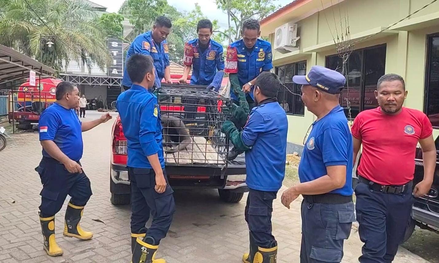 EVAKUASI: Tim Damkar HSU Dinas Satpol PP dan Damkar HSU, mengevakuasi Uwa Uwa dari salah satu rumah warga Di Desa Hulu Pasar, Kabupaten Hulu Sungai Utara. (Foto: Damkar HSU)