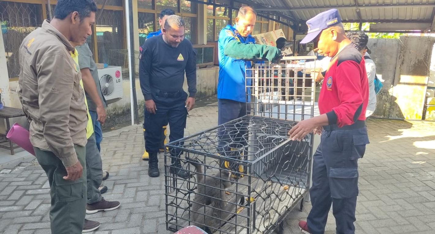 HEWAN DILINDUNGI:Personel Dinas Satpol PP dan Damkar Kabupaten HSU, serahkan Owa Kalawat hasil evakuasi ke Tim BKSDA Kalsel.(Foto:Damkar HSU).