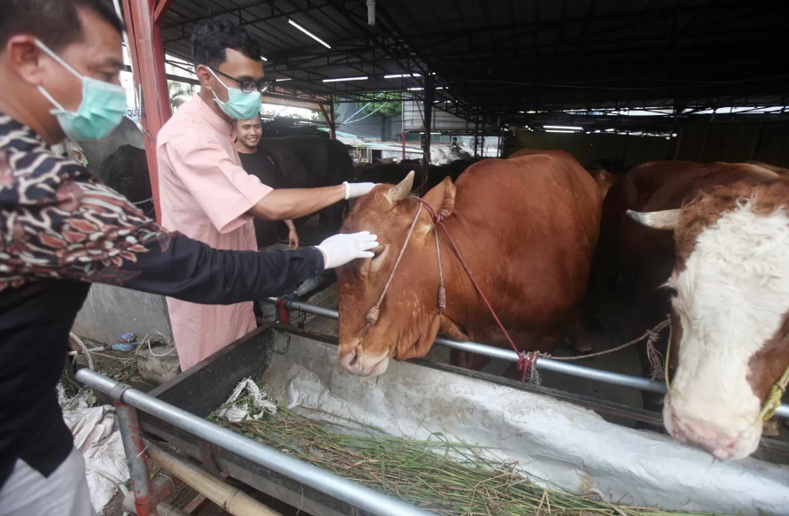 MUSIMAN: Sejumlah hewan kurban sapi asal Tabanan Bali di kandang pedagang musiman Baba Farm Haji Dodo, Ciracas, Jakarta.