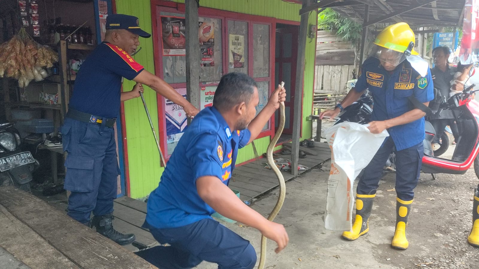 UPAYA:Tim Animal Rescue Dinas Satpol PP dan Damkar Kabupaten HSU mengevakuasi seekor ular King Kobra dari kios milik warga Kecamatan Banjang, Selasa (27/5/2025).(Foto:Damkar HSU/Radar Banjarmasin)